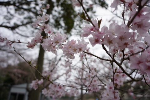 20150403UnknownSakura
