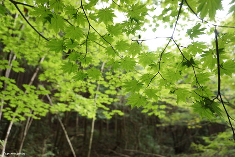 滝川渓谷秋Maple