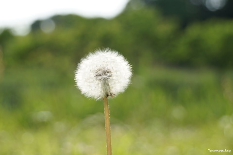 180527Dandelion