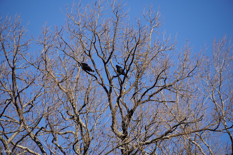 240127Crows