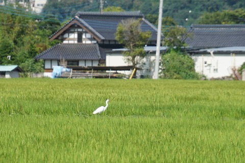 GreatEgretinPaddyField160813