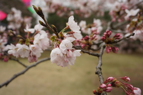 20150403SakuraInAkogigaura5