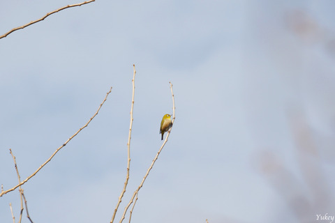 200212JPWhiteEye