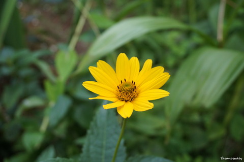 a6000BeachSunflower180716