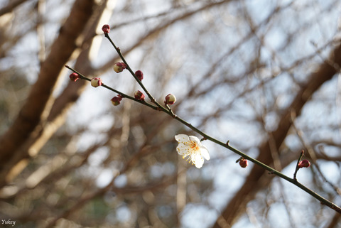 200212Ume3