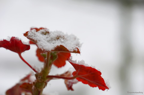 180122SnowOnGeranium