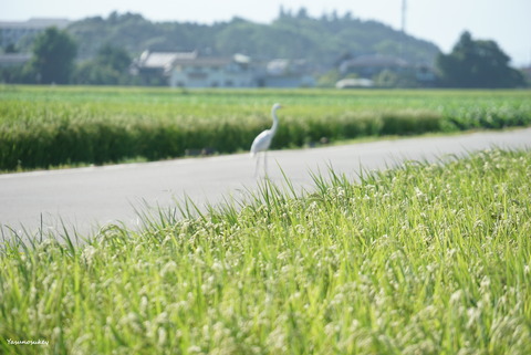 170817OharaiBlurryWhiteHeron