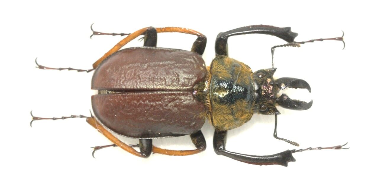 クセロフィルスシワバネクワガタ : バックヤード🐞