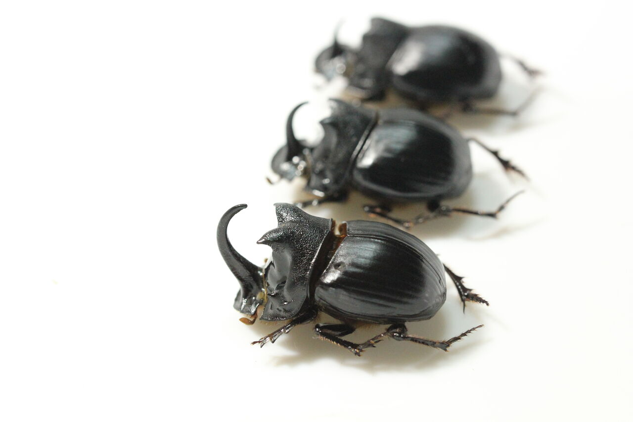バックヤード🐞パリ―フタマタクワガタダイコクコガネグアンシィシカツノクワガタ