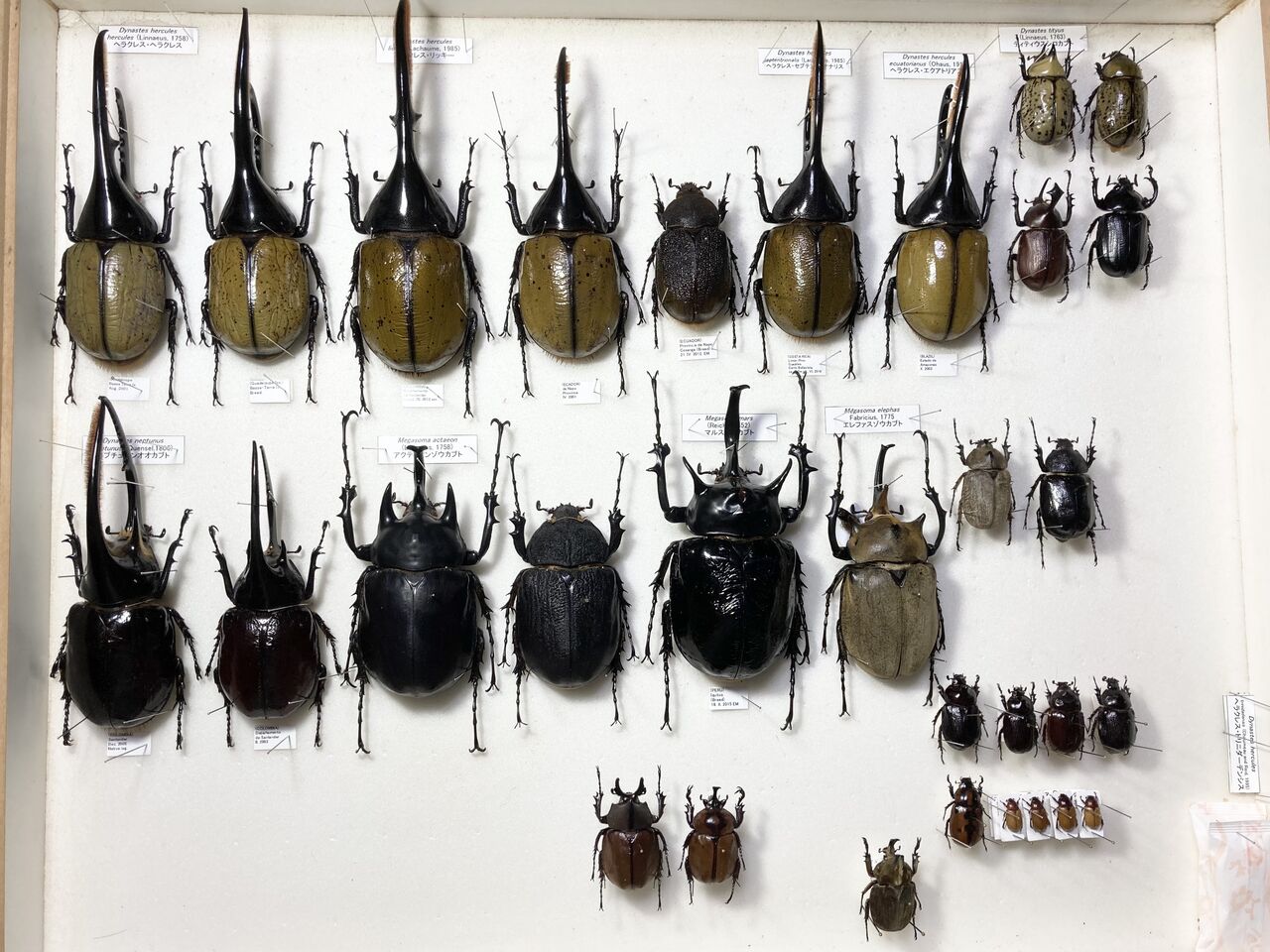 【限定】NUMBER ２COMBO ソフビ　カブトムシ　甲虫　ムシロ【新品未開封 Amazon.co.jp: 2.カブトムシ 赤 昆虫ハンター カブトムシx