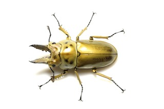 75mmモセリオウゴンオニクワガタ Allotopus 昆虫標本 - メルカリ