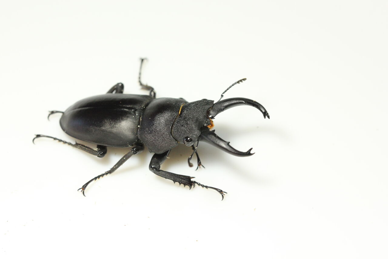 大特価 アンダマンカギツノクワガタ 昆虫標本 虫類用品 Dallasweavers Org