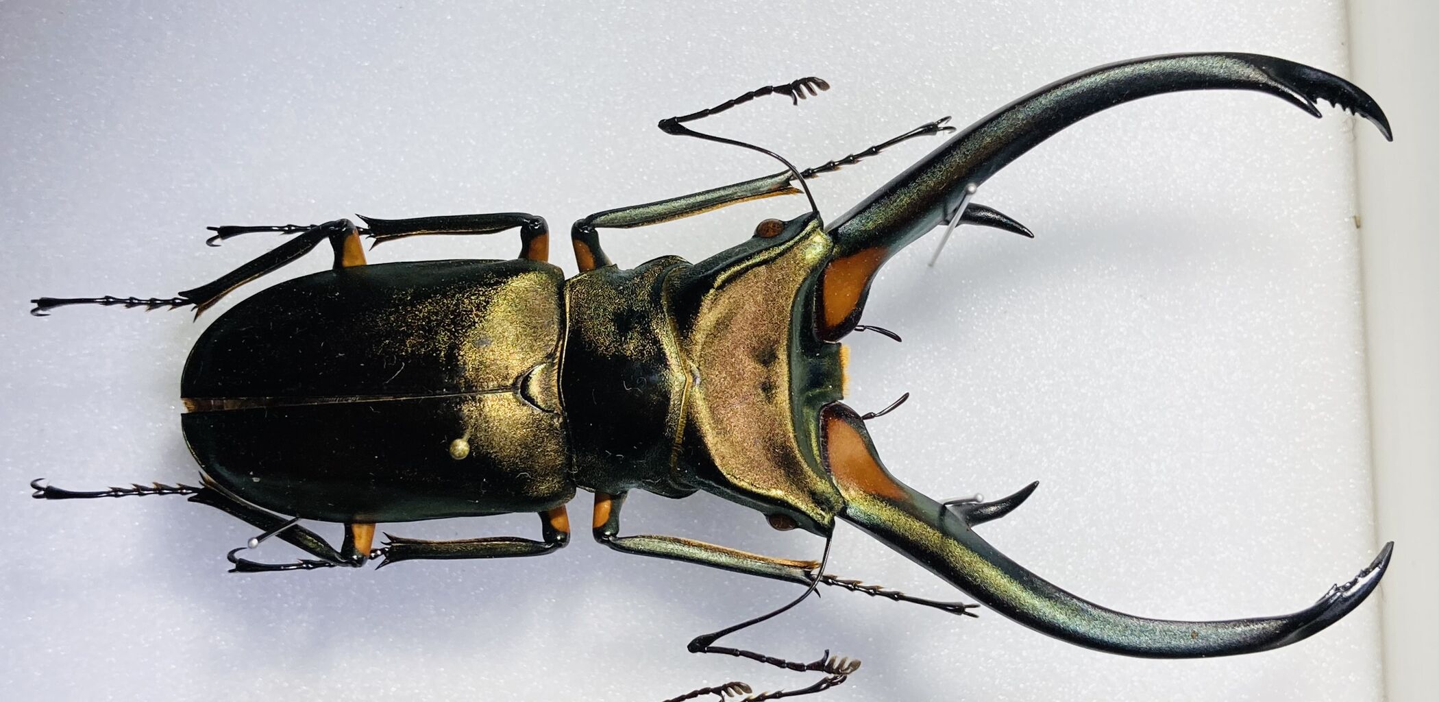 超貴重】トゥルンカートゥスホソアカ81.5㎜ 昆虫標本 【公式通販】