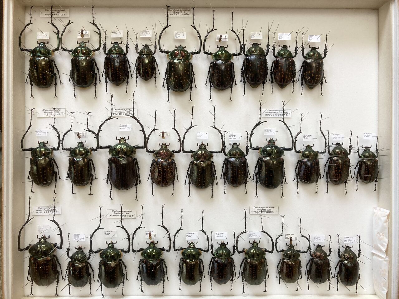 世界のテナガコガネ箱 ほぼ完成 : バックヤード🐞