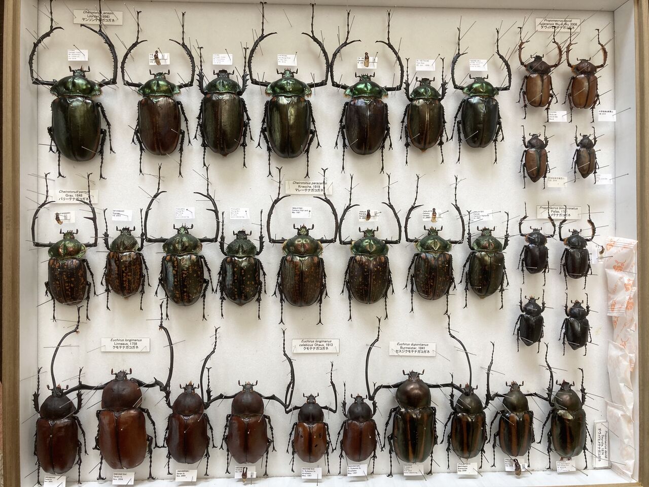 世界のテナガコガネ箱 ほぼ完成 : バックヤード🐞