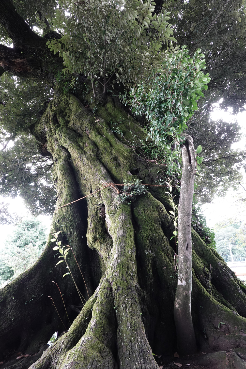 師岡神社のシイ : Topics BB