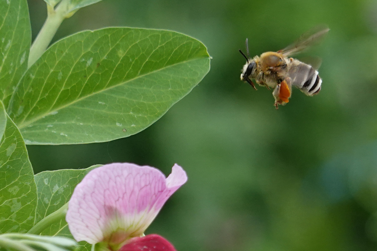 エンドウの花とミツバチ Topics
