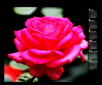 ピンク薔薇の壁紙カレンダー作成しました 無料壁紙 無料携帯待受カレンダー配信中