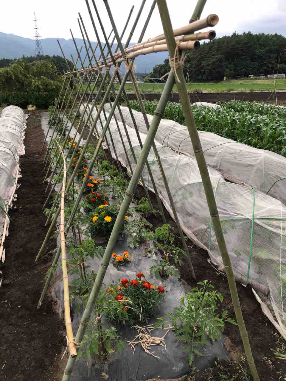 作業ログ 06 29 竹切りからのトマト支柱作成 おうごんのまどろみ