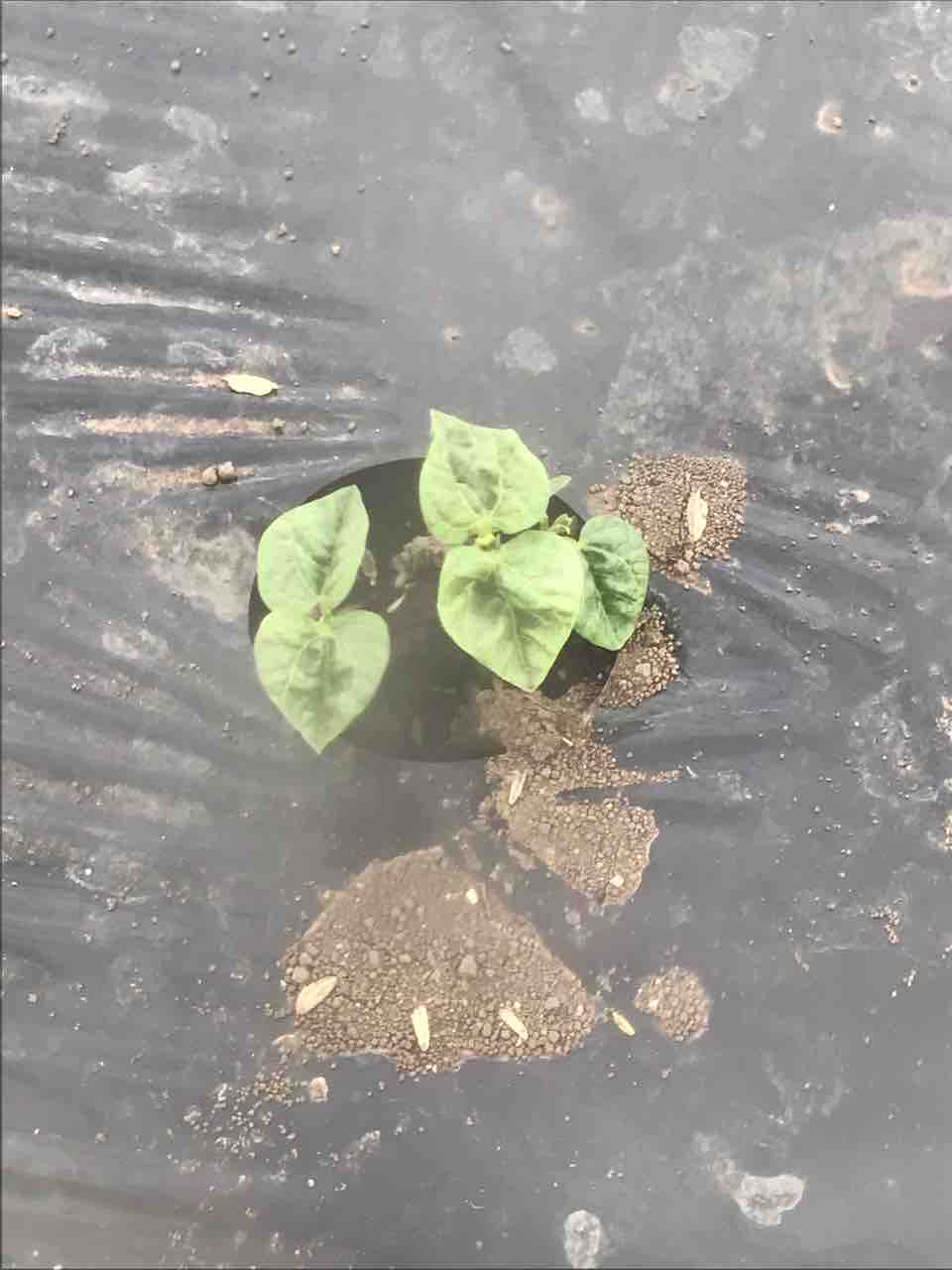 作業ログ 06 29 竹切りからのトマト支柱作成 おうごんのまどろみ