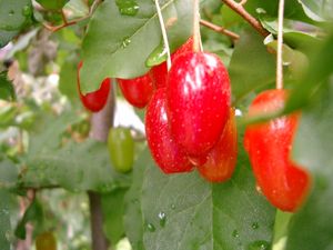 大粒の果実ビックリグミ 大王グミ 自家製酵母とベーグル らぼ