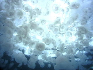 fish0008-e8