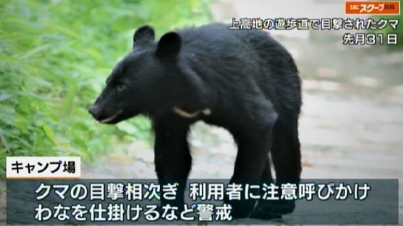 長野県上高地・小梨平キャンプ場にクマ出没、テントの中で女性襲われケガ