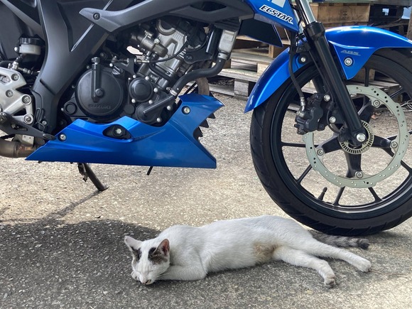 野良猫が寝ていてバイクを動かせない