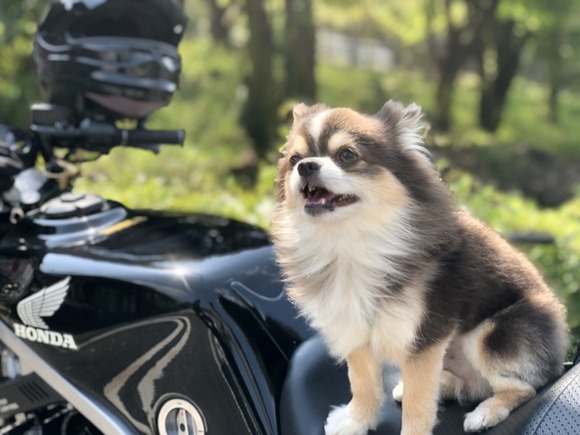 原付のシートの中に犬入れてツーリングするのってあり？