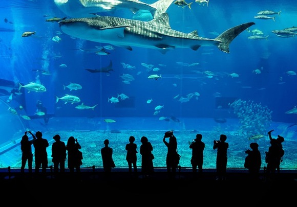 ワイおっさん、ソロ水族館をしてしまう