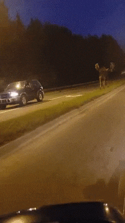 moose-bigmoose (1)