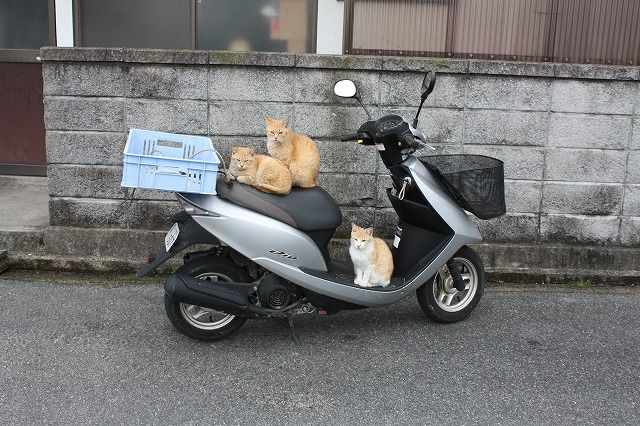 また今日も猫が俺のバイクで寝てるわけだが バイク速報 また今日も猫が俺のバイクで寝てるわけだが バイク速報