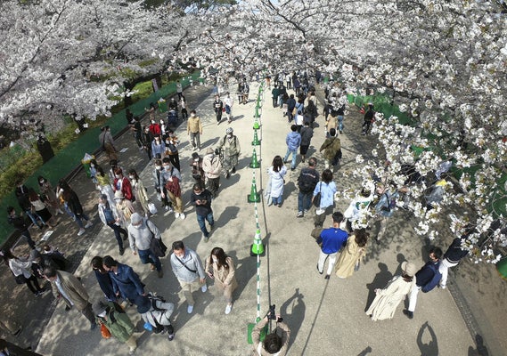 宣言解除後初の週末は桜の名所で人出増、上野公園を訪れた男性(72)「すごく混雑していて驚いた」
