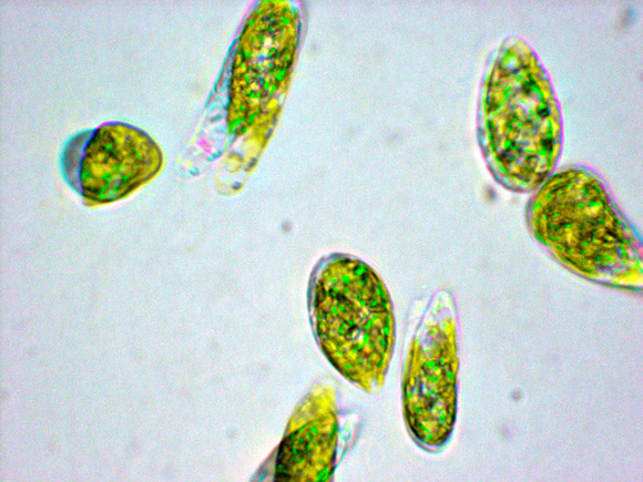 マツダや広島大学のバイオベンチャー、ミドリムシ＋廃食油でバイオ燃料を生成