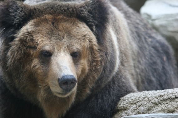 バイクでクマをはね飛ばした男性、逆にクマに襲われ重傷に 	