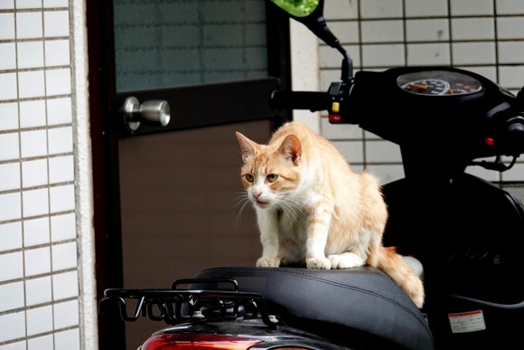 寝てる間に俺のバイクに勝手に猫が乗ってるみたいなんだけど対策あるかな？