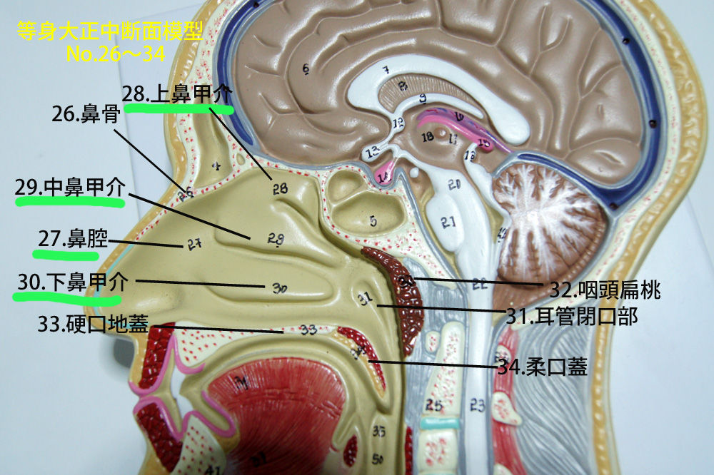 等身大正中断面模型レビューその15 名称26 34 27鼻腔 人体解剖学など 等身大正中断面模型レビューその15 名称26 34 27鼻腔 人体解剖学など