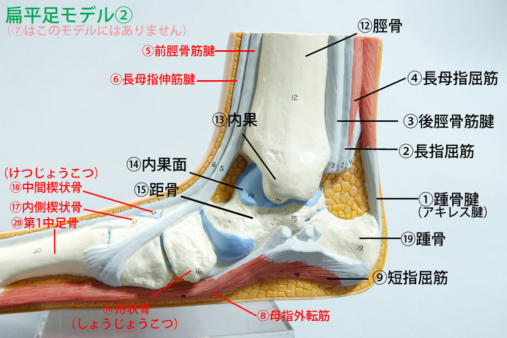 人体解剖学など。2016年05月06日