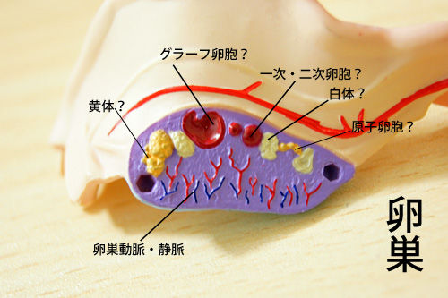 スカイネット 立体パズル 4D 人体解剖 No.15 雌性生殖器解剖 Amazon.co.jp: 青島文化教材社 スカイネット 立体パズル 4D