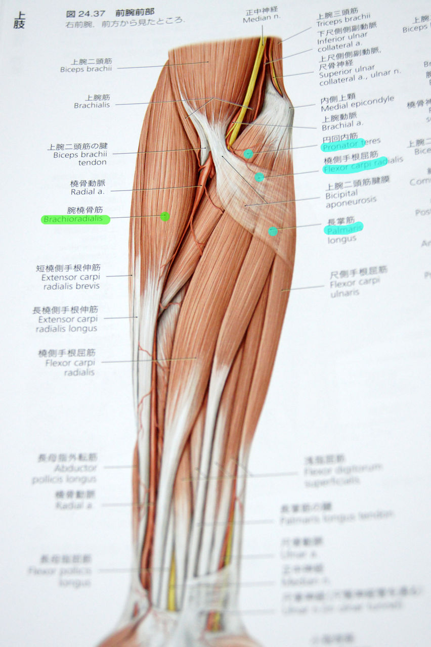 上肢解剖 上肢肌肉解剖图 上肢血管解剖图 上肢骨解剖图