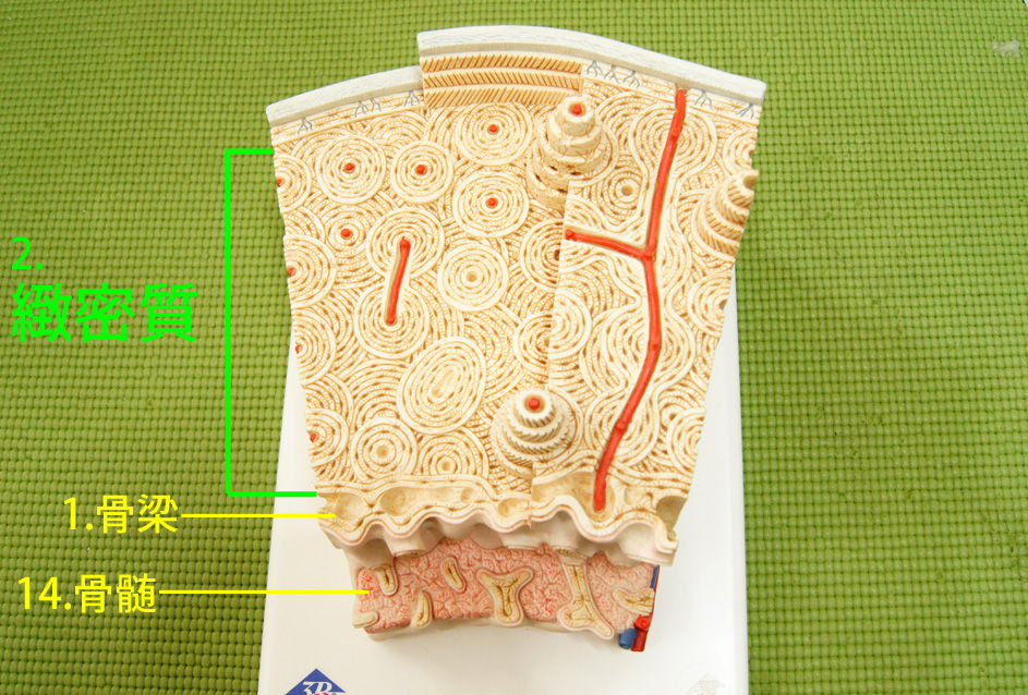 骨の構造モデル その３ no 2 緻密質 人体解剖学など