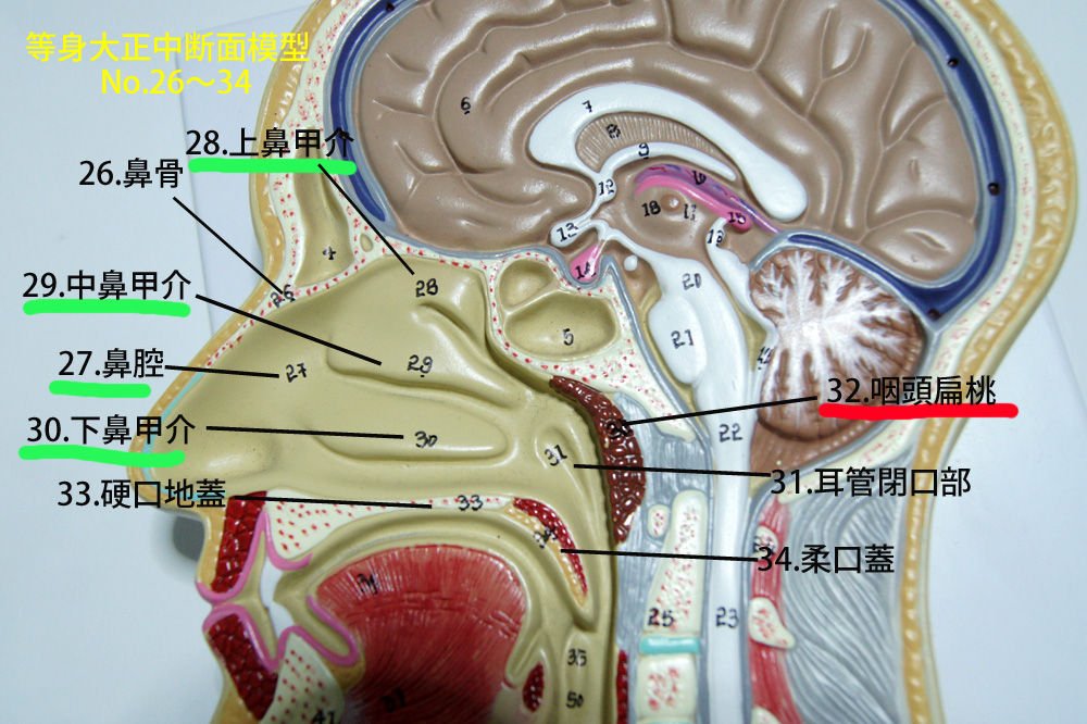 等身大正中断面模型レビューその16 名称26 34 32 咽頭扁桃 人体解剖学など 等身大正中断面模型レビューその16 名称26 34 32 咽頭扁桃 人体解剖学など