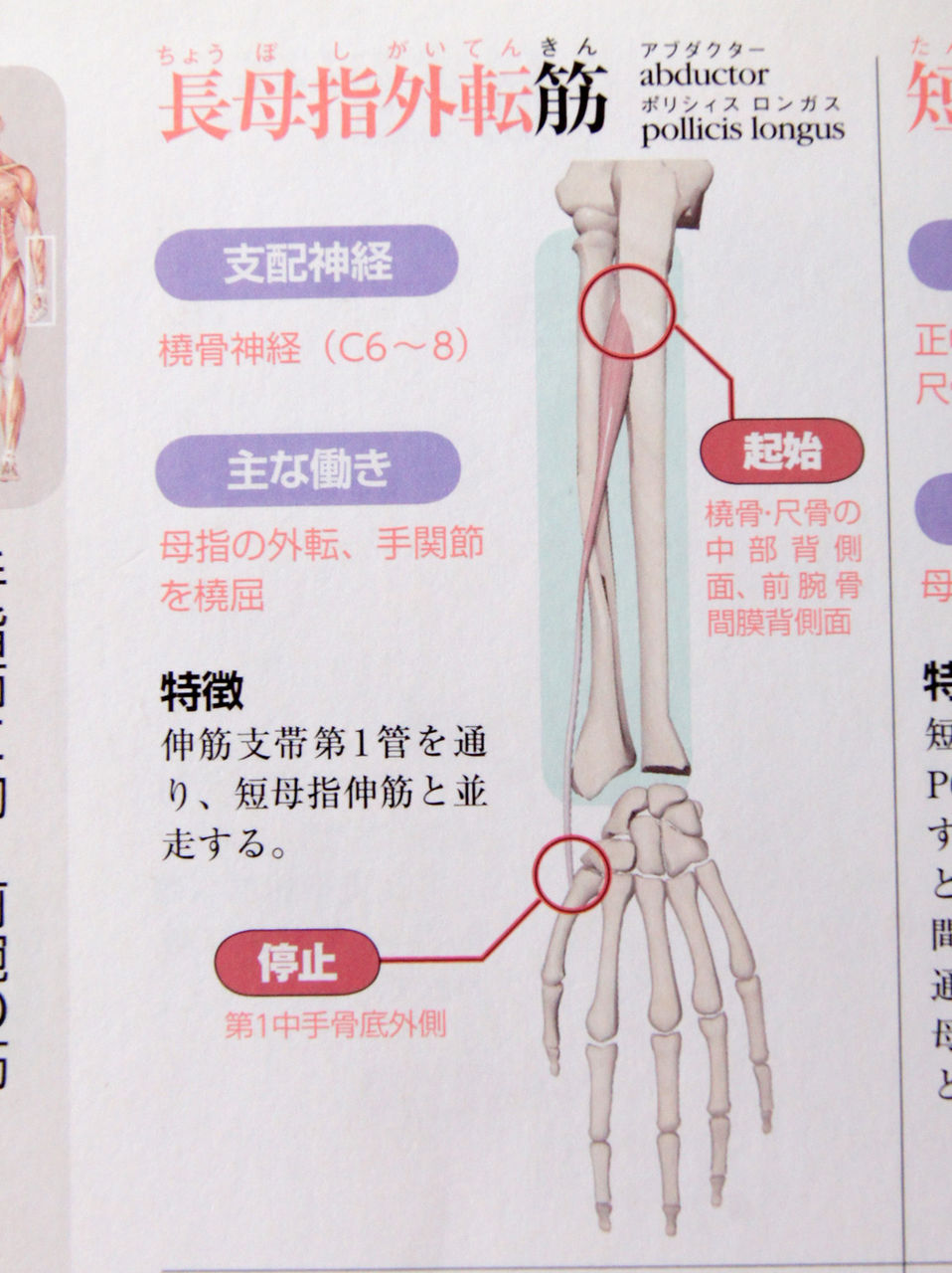 今日の上肢筋肉等身大模型レビューno 49 長母指外転筋 人体解剖学など
