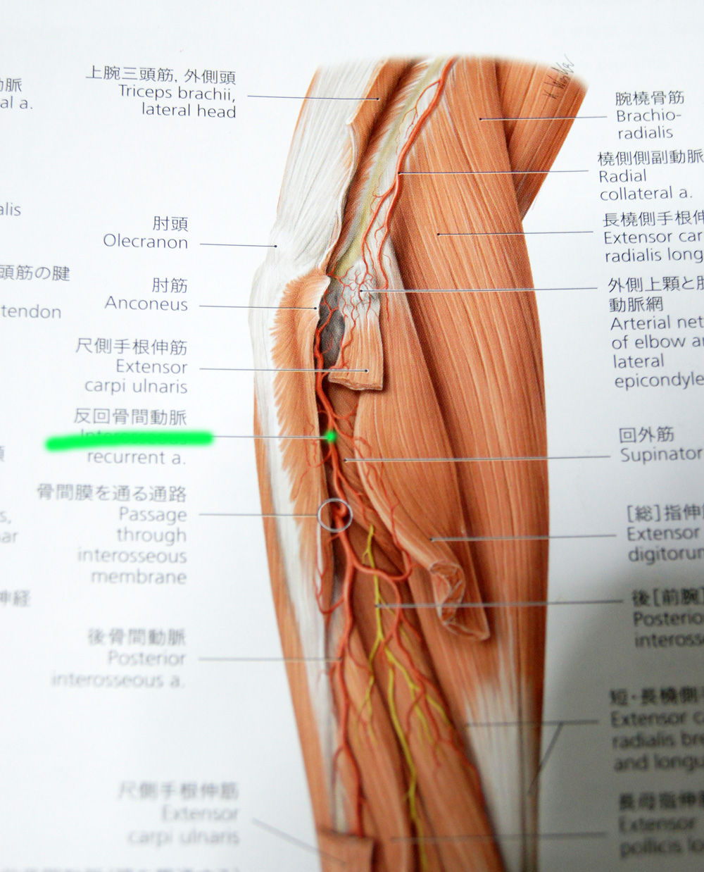 人体解剖学など 上肢筋肉等身大模型レビュー 人体解剖学など 上肢筋肉等身大模型レビュー