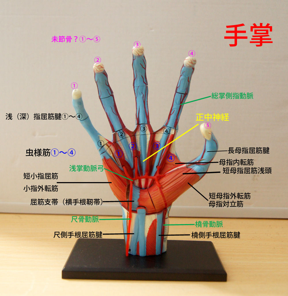 人体解剖学など。