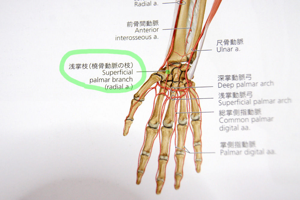 浅掌動脈弓深掌動脈弓 – 手掌腱膜 画像 : 動脈系と静脈系 – TPNRQI