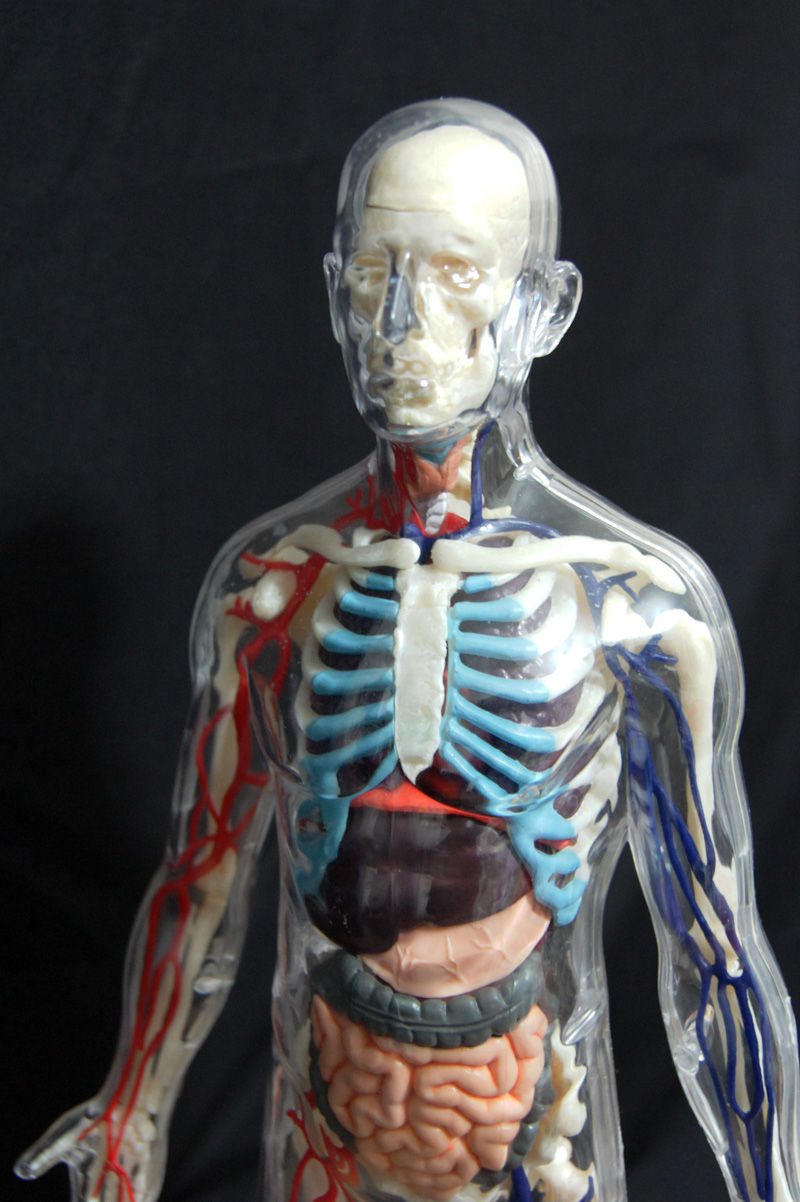 透明人体模型 12パーツ 透明人体模型 12パーツ