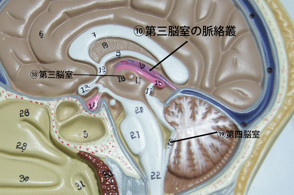 □等身大正中断面模型レビュー番外編 「脳脊髄液」 : 人体解剖学など。