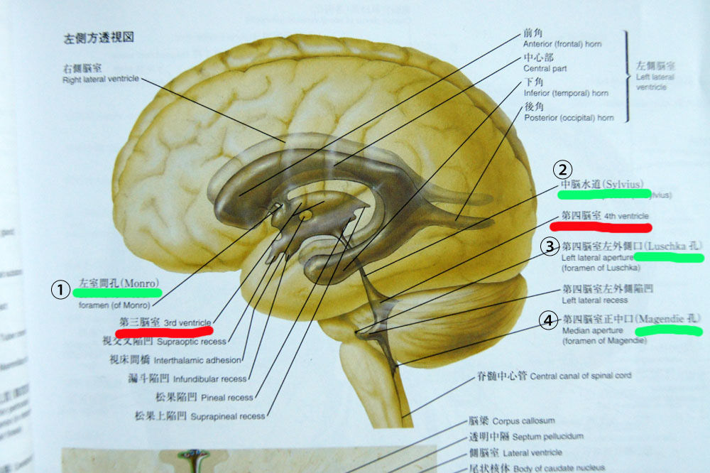 等身大正中断面模型レビュー番外編 脳脊髄液 人体解剖学など