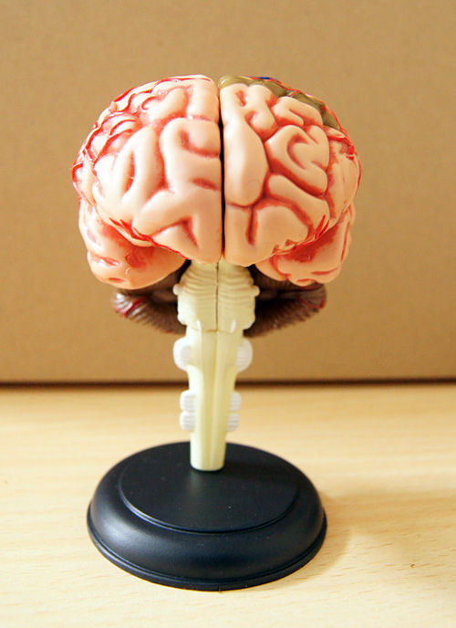 スカイネット 立体パズル 4d Vision 人体解剖 No 12 脳解剖モデル レビュー 人体解剖学など